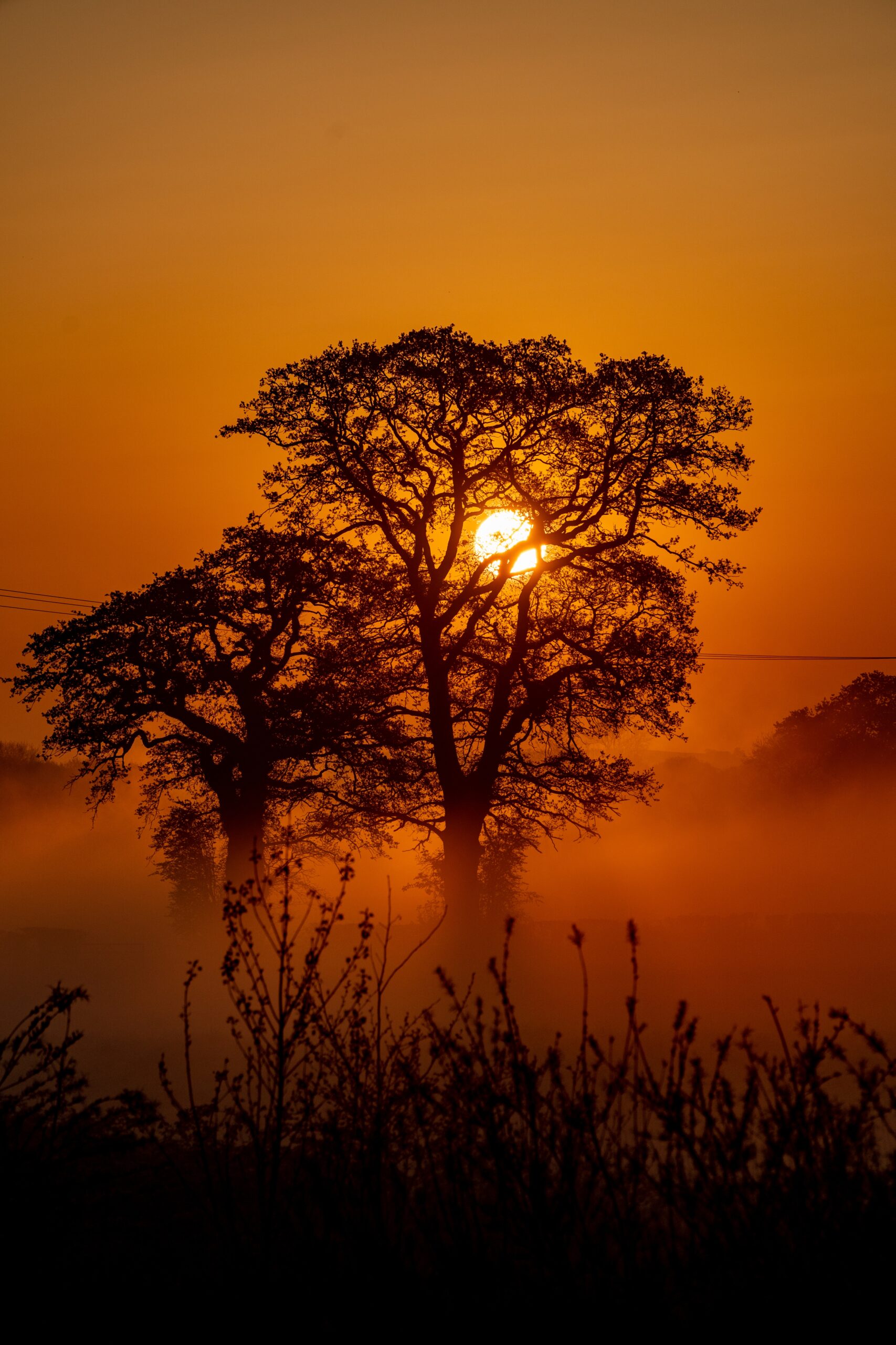 A vertical shot of some beautiful trees and the sun setting in the background